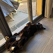 Vahiné participe au concours pour gagner de l'argent avec cette photo : animal, architecture, canine, cat, chair, cockerspaniel, dog, door, foldingdoor, furniture, hardwood, path, pet, puppy, slate, slidingdoor, walkway, window, windowsill, wood