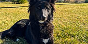 Vahiné a rejoint le concours — aidez-le/la à gagner de superbes lots ! animal, canine, collie, countryside, dog, farm, field, fir, germanshepherd, grass, grassland, husky, meadow, nature, outdoors, park, pet, plant, rural, tree