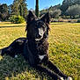 animal, canine, collie, countryside, dog, farm, field, fir, germanshepherd, grass, grassland, husky, meadow, nature, outdoors, park, pet, plant, rural, tree