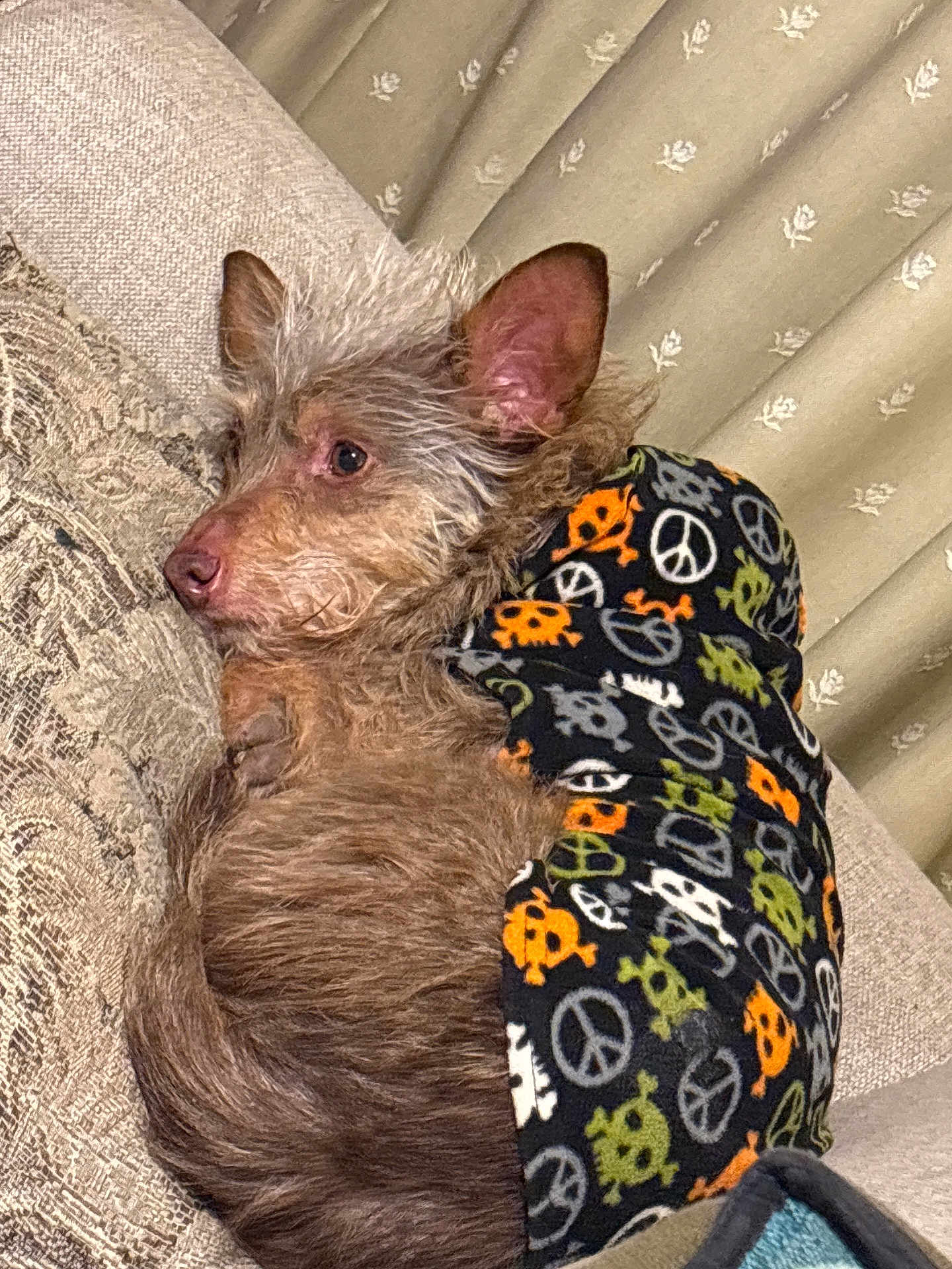 Hank joined the competition — help win amazing prizes! dog, small_dog, fleece_blanket, peace_sign, skull_pattern, cozy, couch, indoor, curious, brown_fur, ears, resting, pet, canine, fabric, blanket_pattern, furniture, home, curtain, relaxed