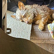 Hank is registered to the contest to win money with this photo: animal, blanket, brown, canine, comfort, couch, cozy, dog, fur, furniture, home, indoor, light, mat, nap, pet, relaxed, resting, sleeping, soft