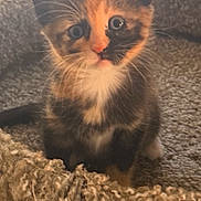 Chex joined the competition — help win amazing prizes! adorable, animal, calico, cat, cozy, curious, cute, eyes, feline, fluffy_bed, fur, indoor, kitten, pet, portrait, sitting, small, soft_light, whiskers, young