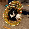 cat, black_and_white_cat, pet_toy, feather, circular_tunnel, carpet, pet_bed, dog_bone_toy, soft_toy, indoor, playful, feline, curious, animal, household, cozy, cute, pet, domestic, resting