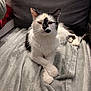 cat, black_and_white, feline, pet, indoor, blanket, couch, cozy, relaxed, fur, paws, crossed_paws, face_markings, whiskers, animal, domestic, resting, soft_texture, home, cute
