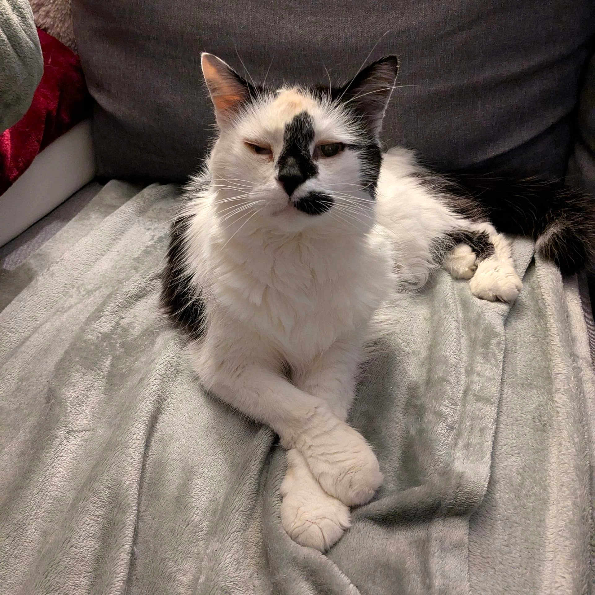 Malibu participe au concours pour gagner de l'argent avec cette photo : animal, black_and_white, blanket, cat, couch, cozy, crossed_paws, cute, domestic, face_markings, feline, fur, home, indoor, paws, pet, relaxed, resting, soft_texture, whiskers