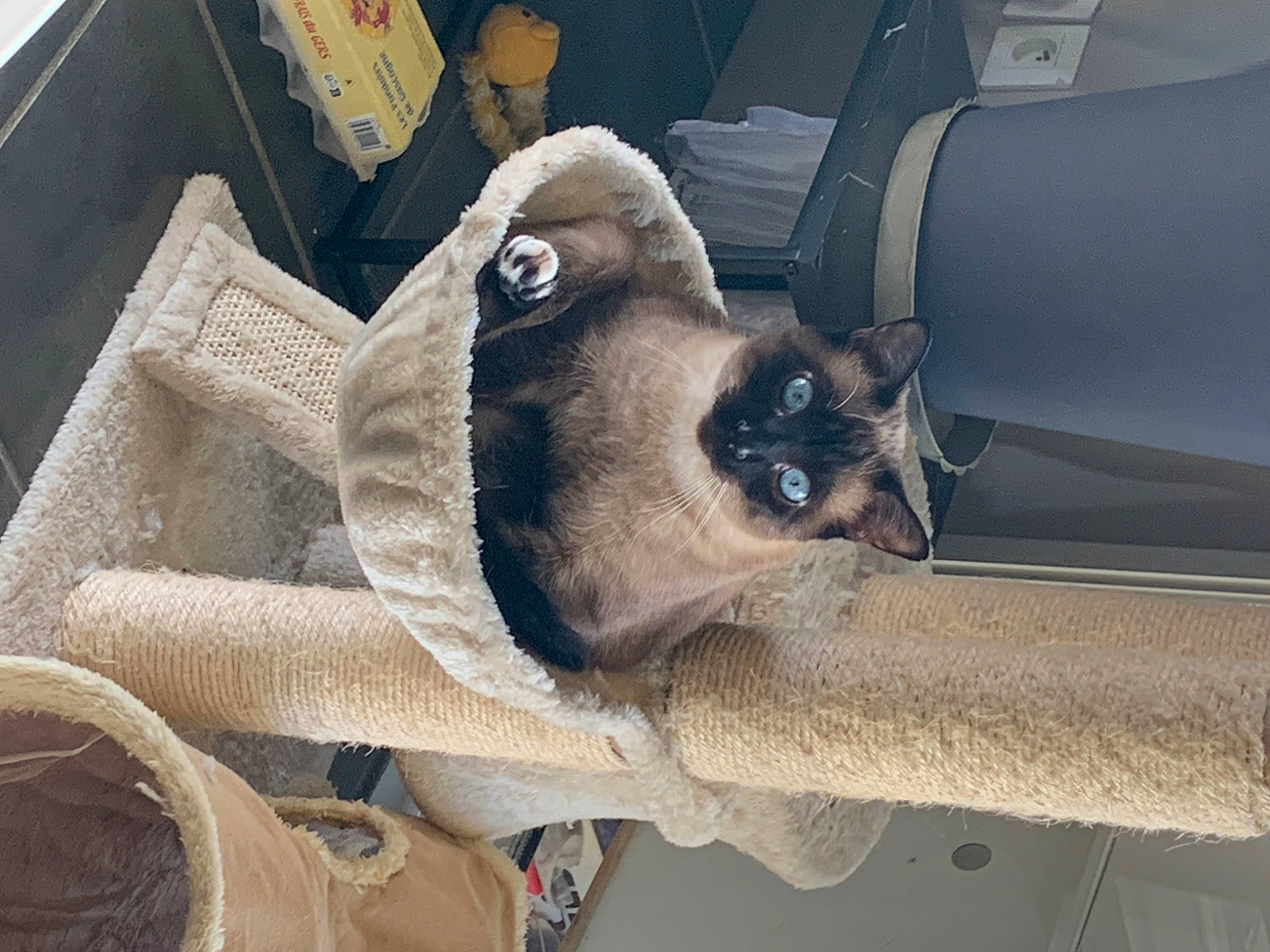 Kity participe au concours pour gagner de l'argent avec cette photo : auto_part, automotive_tire, carnivore, comfort, dog_breed, family_car, fawn, felidae, fur, motor_vehicle, personal_luxury_car, small_to_medium_sized_cats, snout, terrestrial_animal, vehicle_door, whiskers, window, windshield, wood, working_animal