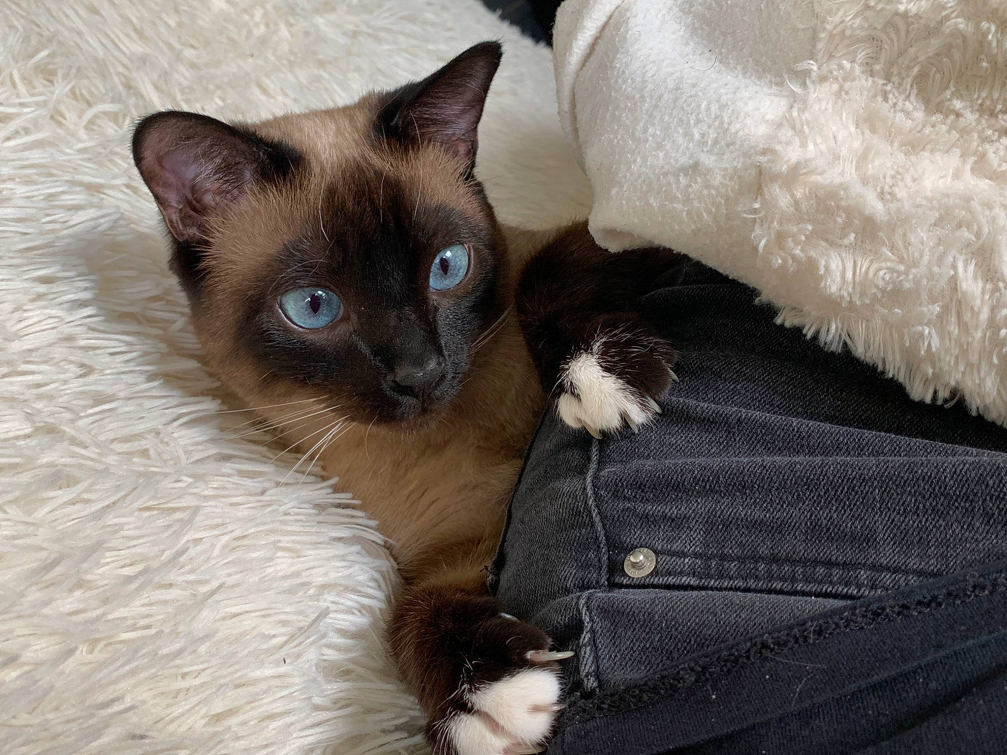 Kity a rejoint le concours — aidez-le/la à gagner de superbes lots ! balinese, birman, carnivore, cat, comfort, domestic_short_haired_cat, fawn, felidae, fur, iris, siamese, small_to_medium_sized_cats, snout, tail, whiskers