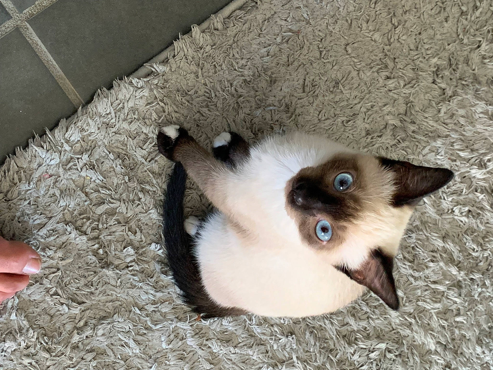 Kity a rejoint le concours — aidez-le/la à gagner de superbes lots ! balinese, birman, carnivore, cat, eye, fawn, felidae, flooring, fur, siamese, small_to_medium_sized_cats, snout, tail, thai, whiskers