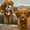 dogs, puppies, pets, canine, shaggy_fur, brown_fur, curly_coat, stairs, indoor, home, couch, collar, tags, standing, sitting, portrait, adorable, fluffy, puppy, animal