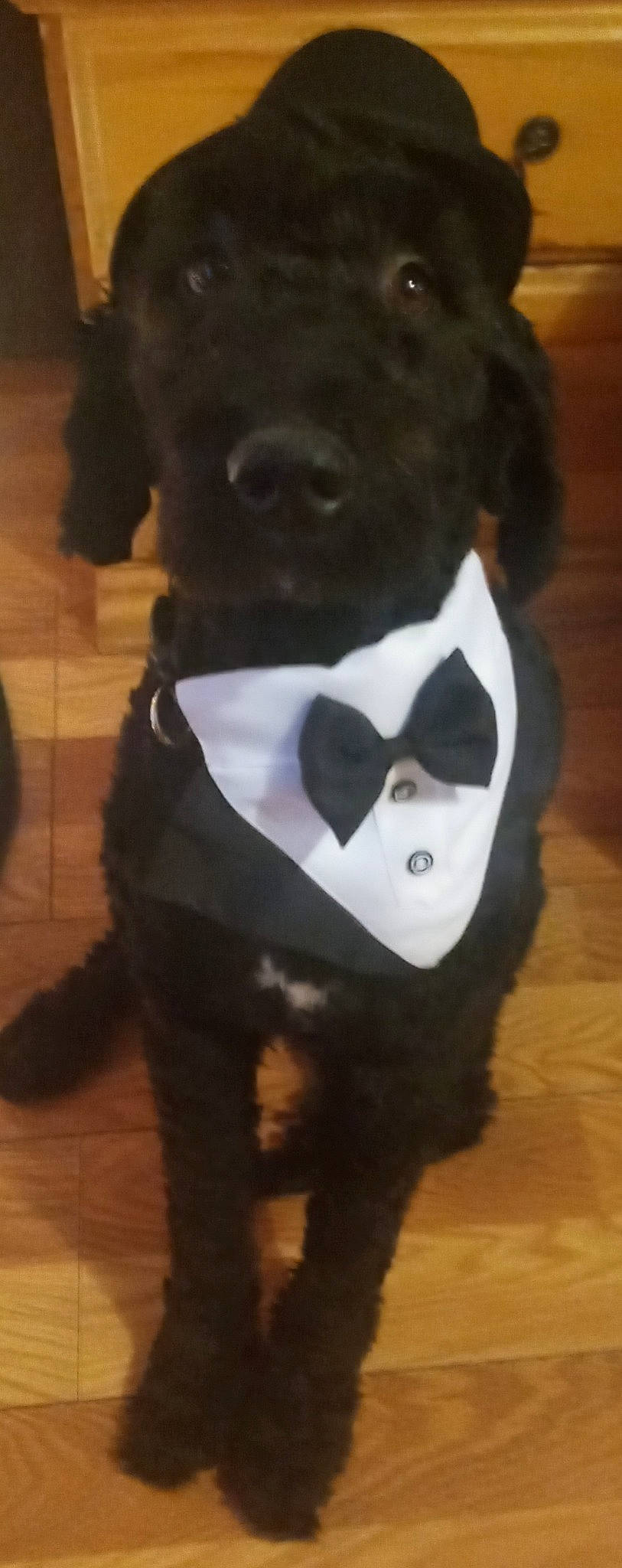 Coal joined the competition — help win amazing prizes! art, bow_tie, canidae, companion_dog, costume, dog_breed, eyewear, felidae, fur, jaw, mask, personal_protective_equipment, plush, sleeve, small_to_medium_sized_cats, snout, sporting_group, t_shirt, whiskers, working_animal