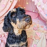animal, bearded, black_and_tan, blanket, close_up, colorful_background, curly_coat, cute, dog, fluffy, hearts, indoors, pastel, pet, pink, portrait, puppy, sitting, soft_lighting, stars