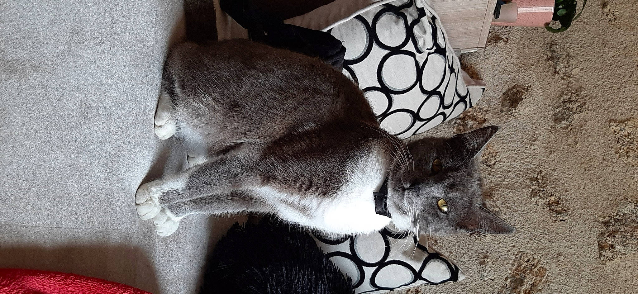 Cana a rejoint le concours — aidez-le/la à gagner de superbes lots ! asian, carnivore, cat, chartreux, domestic_short_haired_cat, european_shorthair, felidae, korat, mammal, russian_blue, small_to_medium_sized_cats, tail, whiskers