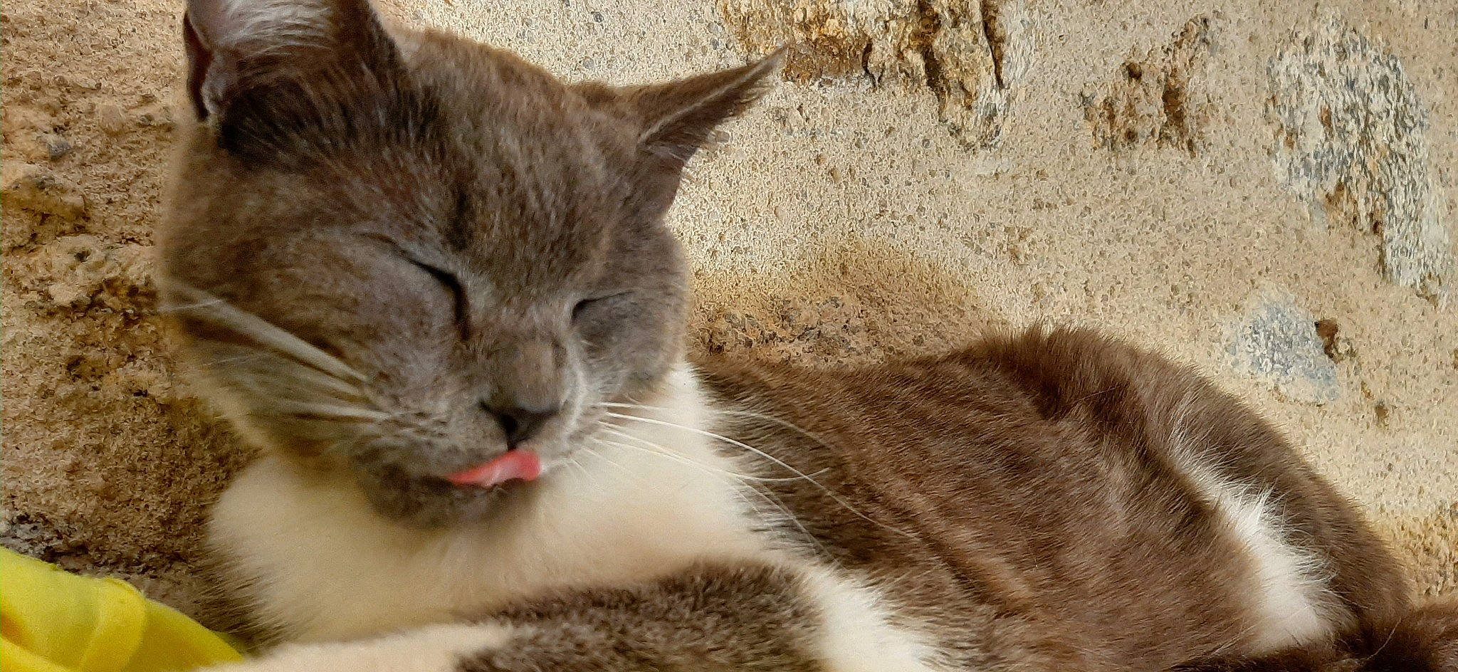 Cana participe au concours pour gagner de l'argent avec cette photo : aegean_cat, american_wirehair, asian, british_semi_longhair, carnivore, cat, domestic_short_haired_cat, european_shorthair, fawn, felidae, fur, kitten, mammal, polydactyl_cat, small_to_medium_sized_cats, snout, tabby_cat, whiskers