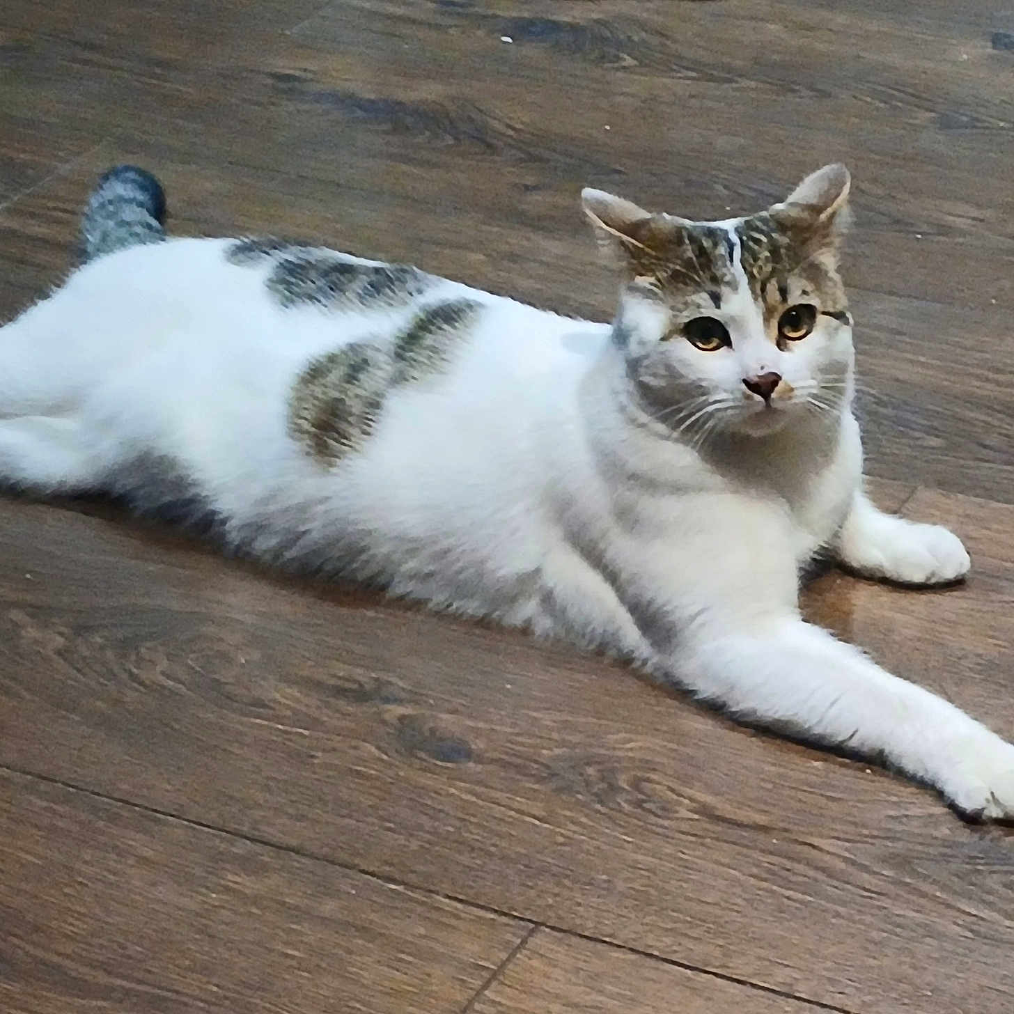 Archibald