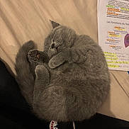 Awaï a rejoint le concours — aidez-le/la à gagner de superbes lots ! cat, kitten, sleeping, gray_fur, curled_up, cute, pet, cozy, bed, paw, whiskers, soft, relaxed, indoors, feline, resting, animal, nap, fur, study_notes