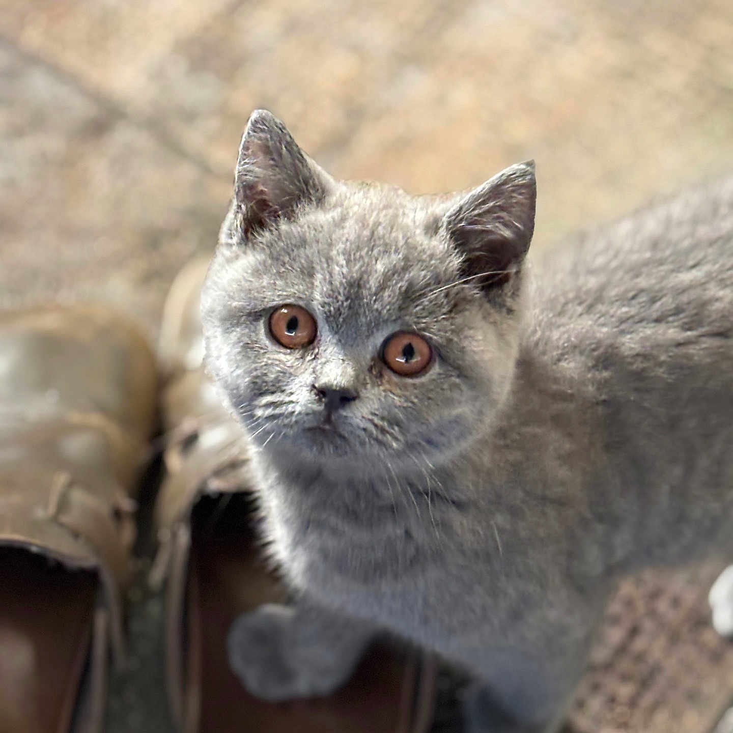 Awaï participe au concours pour gagner de l'argent avec cette photo : animal, brown_shoes, closeup, curious, cute, domestic_animal, eyes, feline, floor, gray_cat, indoor, kitten, looking_up, paws, pet, shoes, soft_fur, texture, whiskers, young_cat
