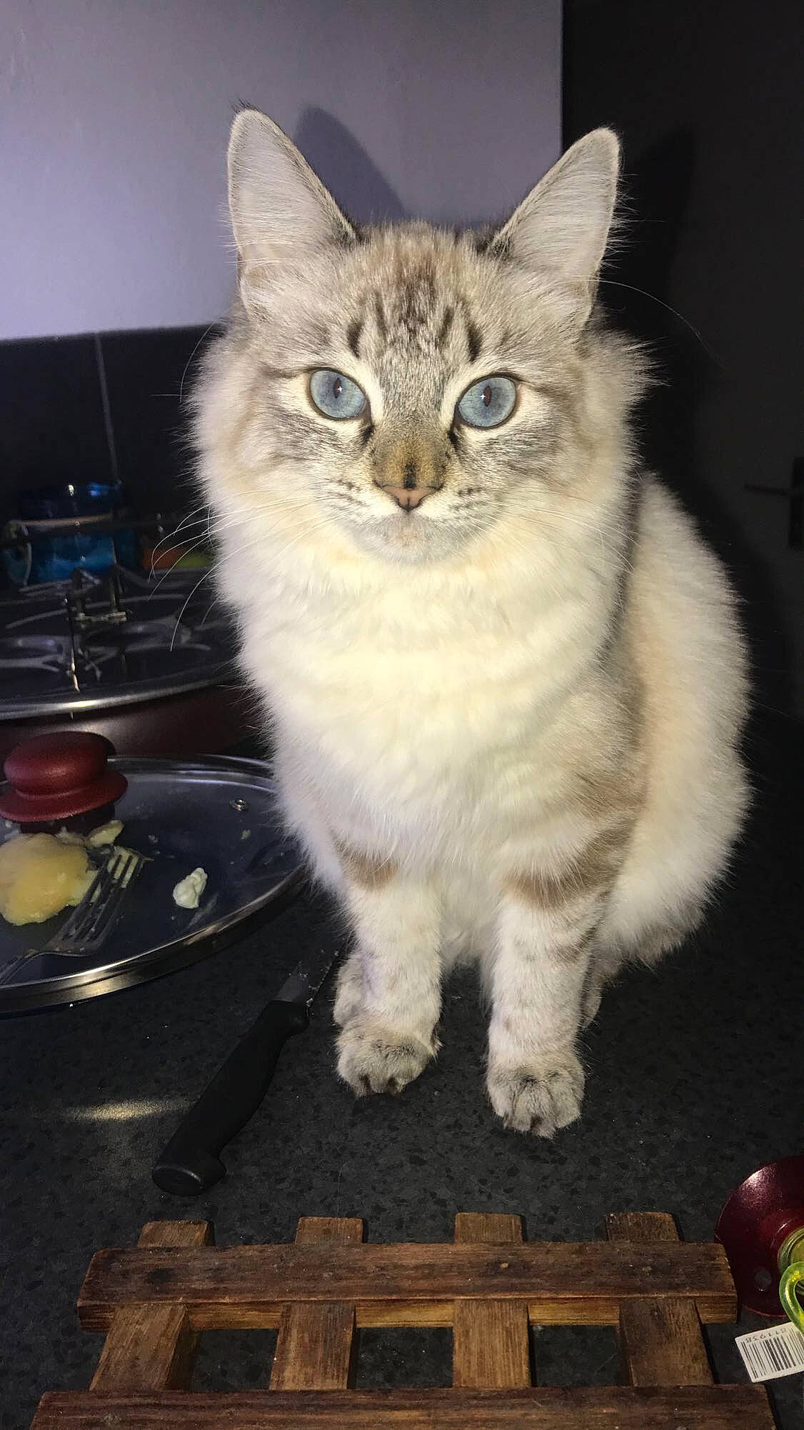 Rasta participe au concours pour gagner de l'argent avec cette photo : carnivore, cat, claw, domestic_short_haired_cat, felidae, fur, paw, serveware, small_to_medium_sized_cats, snout, tableware, tail, terrestrial_animal, whiskers, window