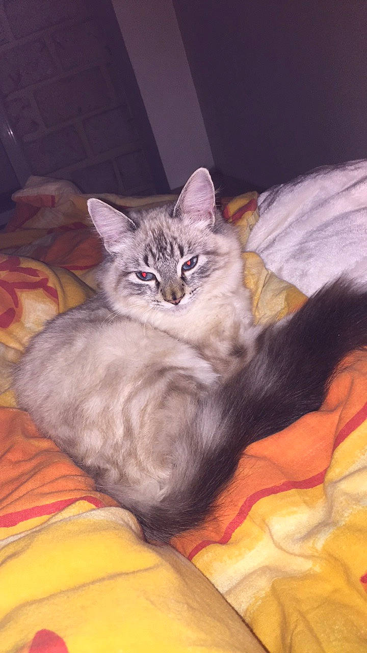 Rasta a rejoint le concours — aidez-le/la à gagner de superbes lots ! art, bed, bed_sheet, carnivore, cat, cat_bed, claw, comfort, couch, domestic_short_haired_cat, fawn, felidae, fur, grey, linens, nap, paw, small_to_medium_sized_cats, tail, whiskers