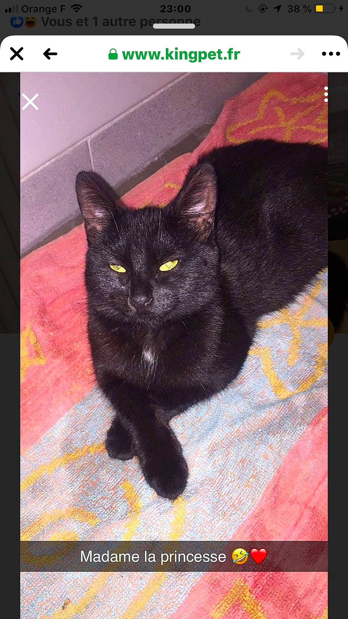 Nouchka a rejoint le concours — aidez-le/la à gagner de superbes lots ! asian, black_cat, bombay, carnivore, cat, domestic_short_haired_cat, felidae, kitten, korat, mammal, photo_caption, photography, polydactyl_cat, small_to_medium_sized_cats, snapshot, snout, tail, whiskers