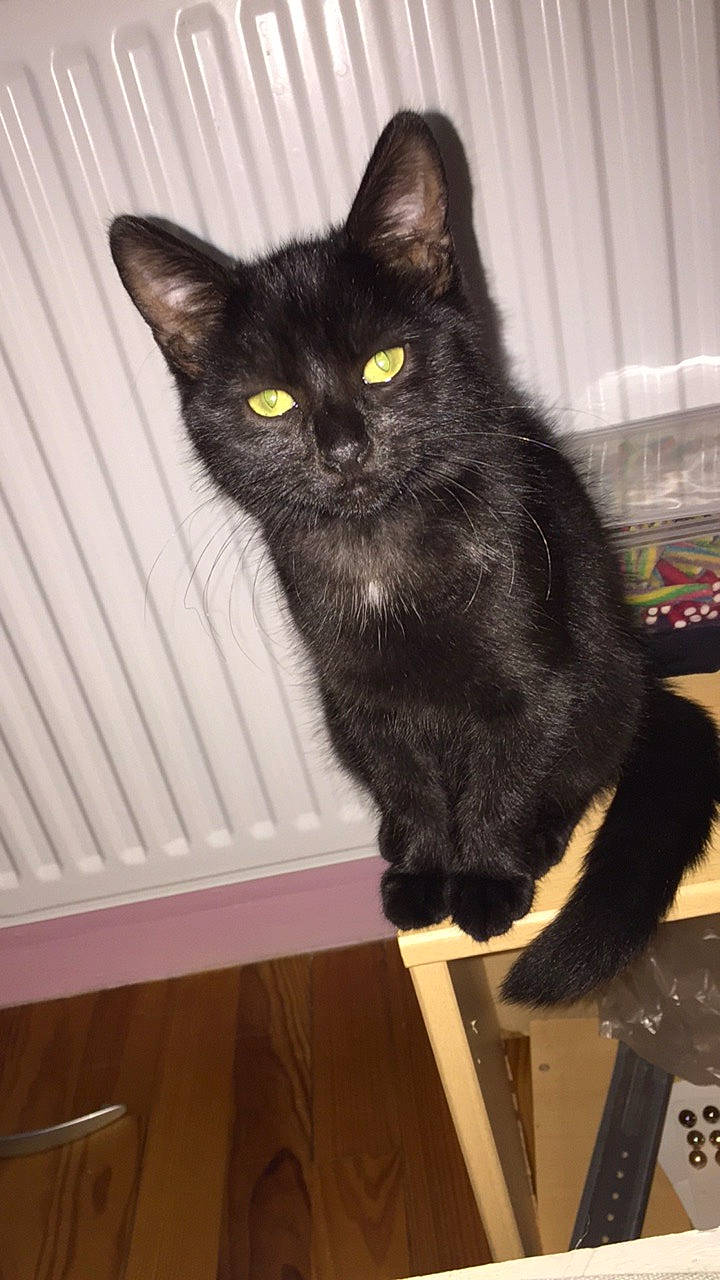 Nouchka a rejoint le concours — aidez-le/la à gagner de superbes lots ! asian, black_cat, bombay, carnivore, cat, domestic_long_haired_cat, domestic_short_haired_cat, european_shorthair, felidae, kitten, mammal, polydactyl_cat, small_to_medium_sized_cats, tail, vertebrate, whiskers