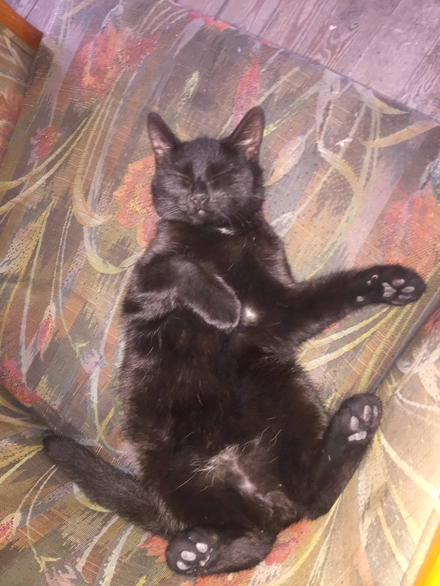 Nouchka participe au concours pour gagner de l'argent avec cette photo : asian, black_cat, bombay, burmese, carnivore, cat, domestic_short_haired_cat, felidae, german_rex, havana_brown, kitten, korat, small_to_medium_sized_cats, tail, whiskers