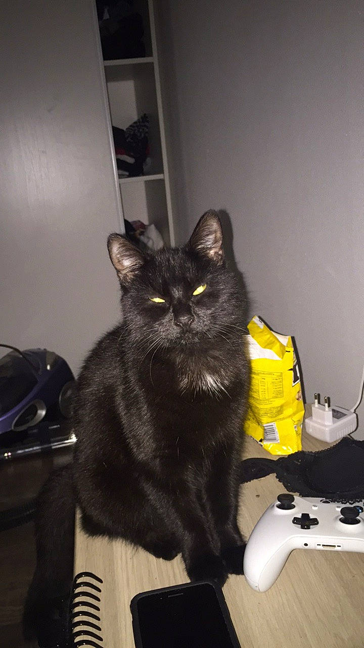 Nouchka a rejoint le concours — aidez-le/la à gagner de superbes lots ! asian, black, black_cat, bombay, carnivore, cat, domestic_long_haired_cat, domestic_short_haired_cat, european_shorthair, felidae, kitten, korat, mammal, small_to_medium_sized_cats, tail, whiskers