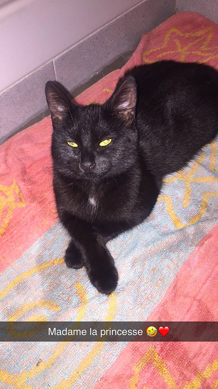 Nouchka participe au concours pour gagner de l'argent avec cette photo : asian, black_cat, bombay, british_shorthair, burmese, carnivore, cat, domestic_short_haired_cat, felidae, korat, mammal, small_to_medium_sized_cats, snout, tail, vertebrate, whiskers