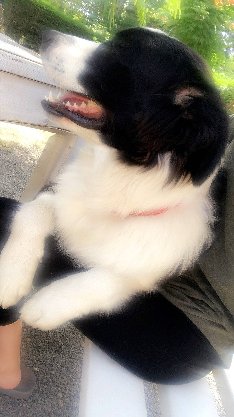 Ozzie participe au concours pour gagner de l'argent avec cette photo : black_hair, canidae, carnivore, cat, dog, dog_breed, fur, snout, sporting_group, tail, whiskers