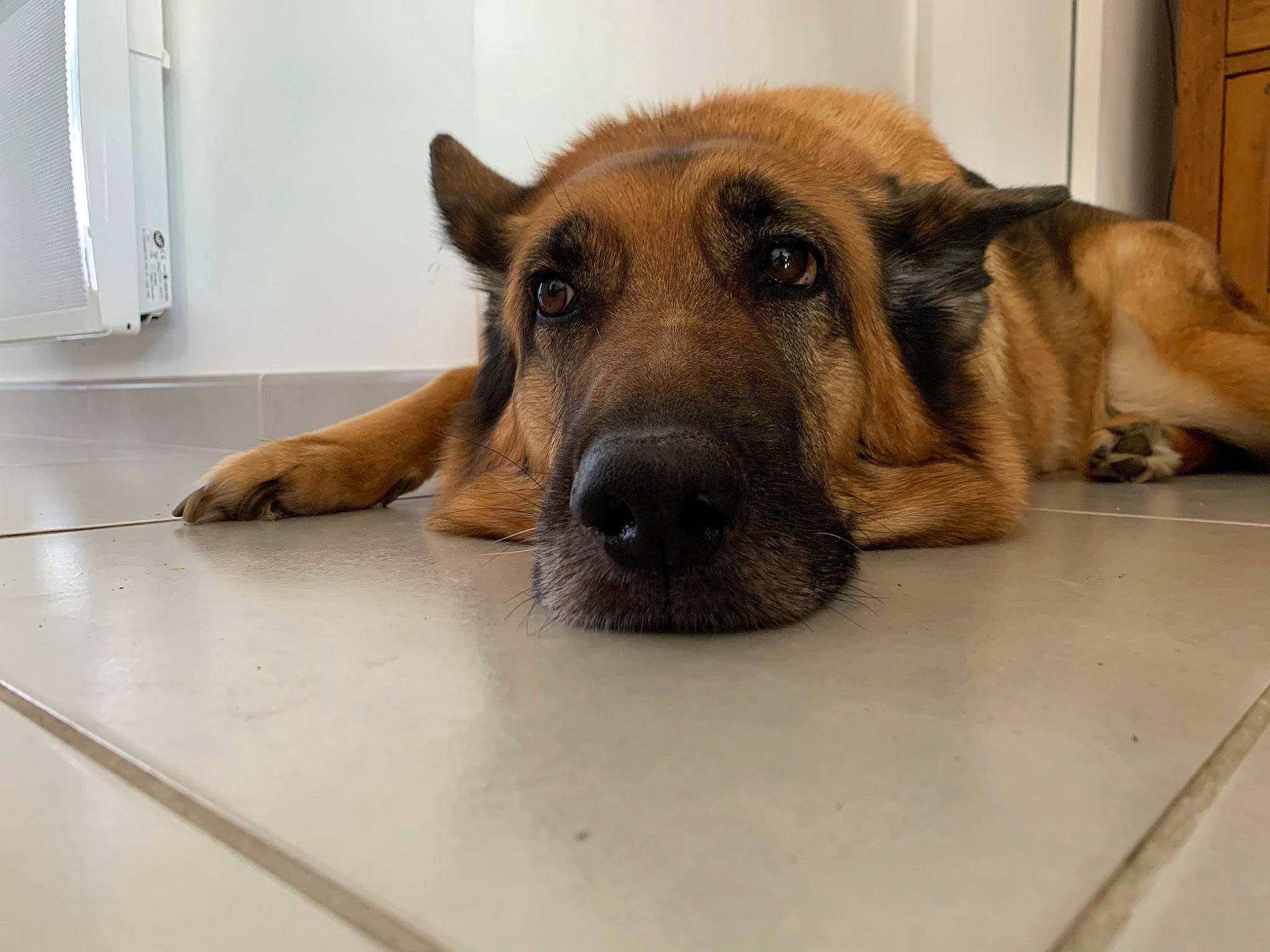 Farah a rejoint le concours — aidez-le/la à gagner de superbes lots ! canidae, carnivore, dog, dog_breed, ear, fawn, german_shepherd_dog, mammal, old_german_shepherd_dog, snout, vertebrate, whiskers