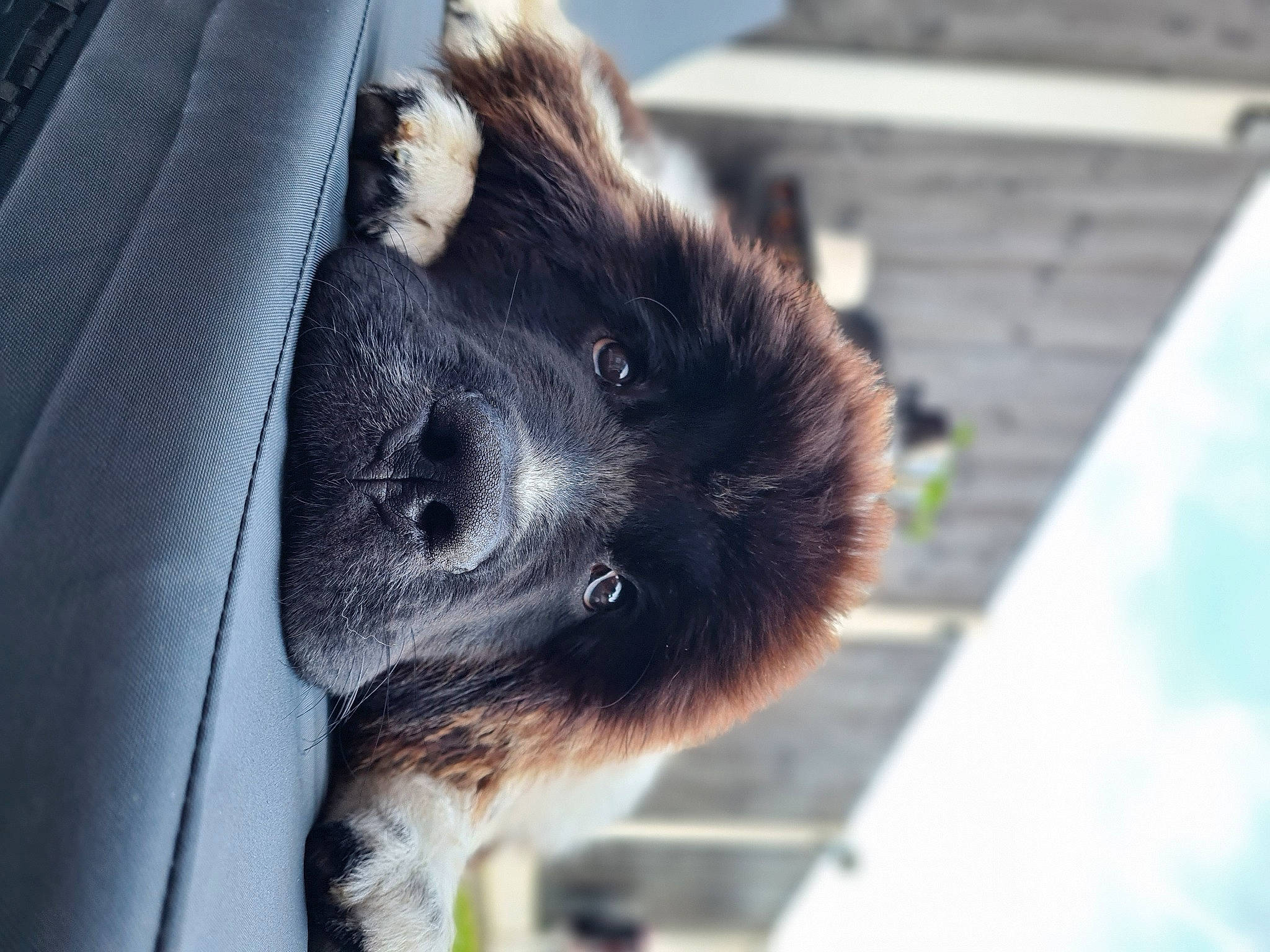 Milo-ren joined the competition — help win amazing prizes! canidae, carnivore, claw, companion_dog, dog_breed, fawn, fur, paw, snout, sporting_group, tail, terrestrial_animal, whiskers, wildlife, zoo