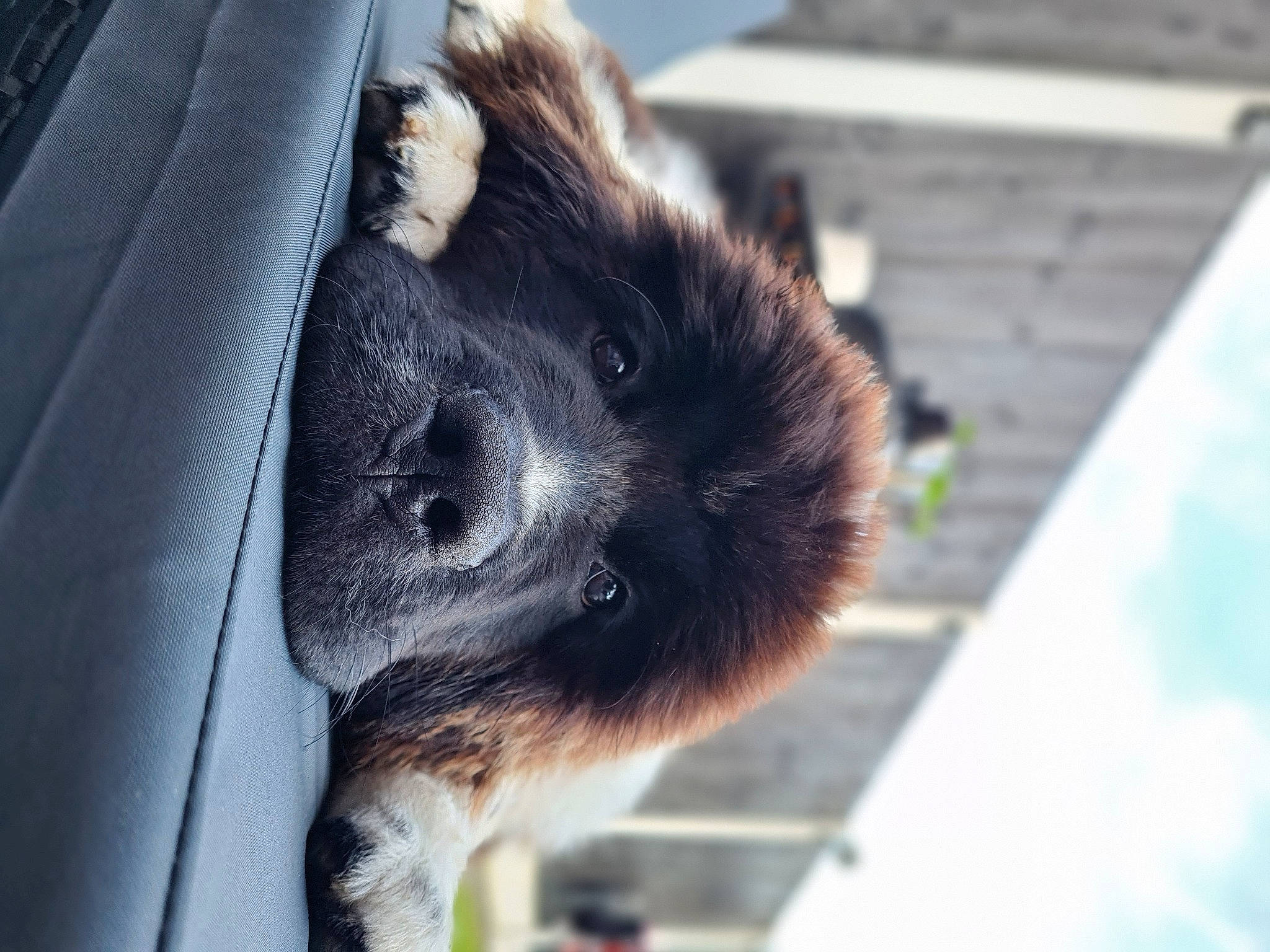 Milo-ren joined the competition — help win amazing prizes! canidae, carnivore, claw, companion_dog, dog_breed, foot, fur, natural_material, paw, personal_luxury_car, snout, sporting_group, tail, terrestrial_animal, tints_and_shades, vehicle_door, whiskers, wildlife, window, windshield