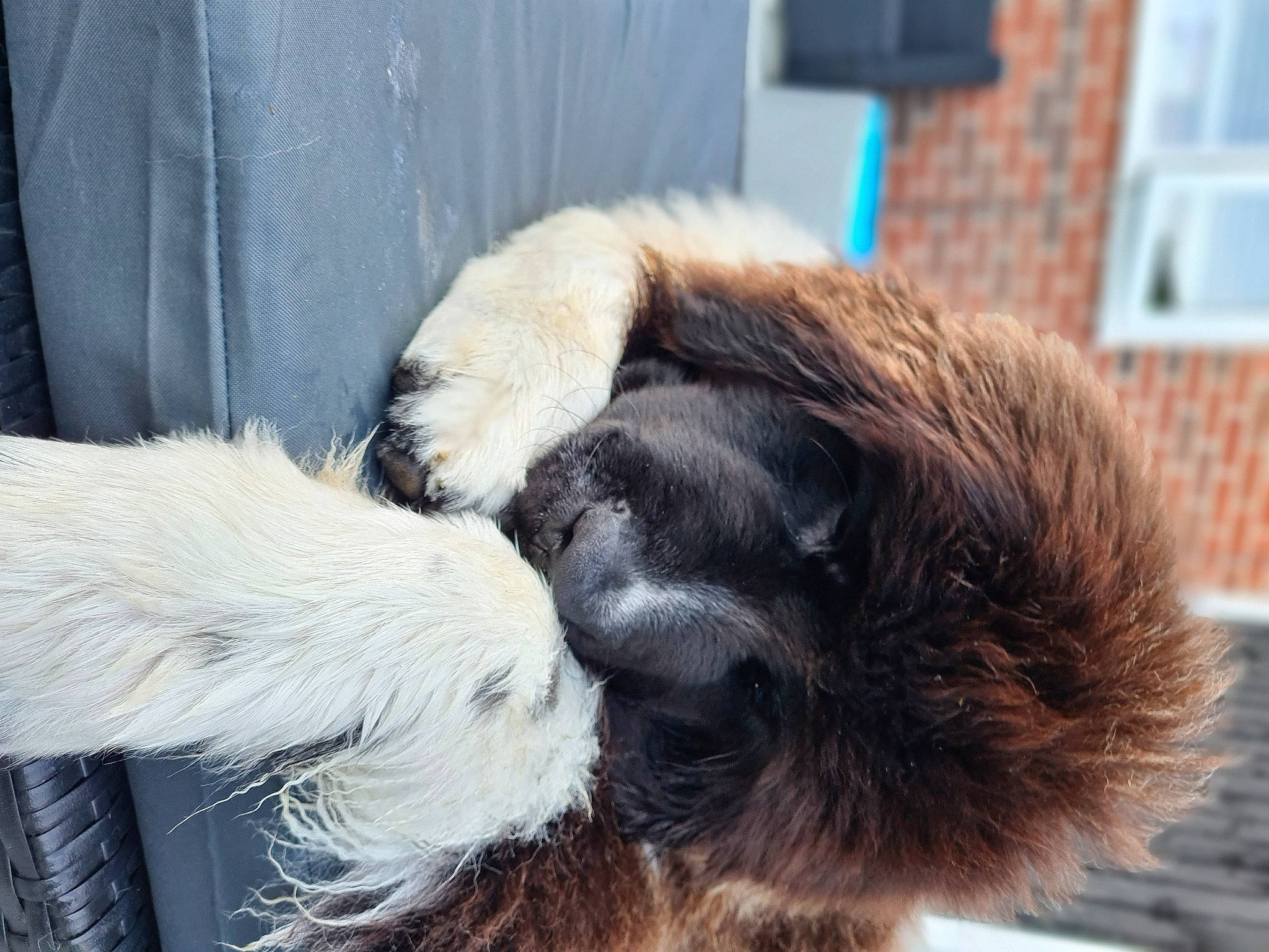 Milo-ren joined the competition — help win amazing prizes! canidae, carnivore, claw, collar, comfort, companion_dog, dog, dog_breed, ear, fawn, fur, paw, pet_supply, snout, sporting_group, tail, terrestrial_animal, window, wool, working_animal