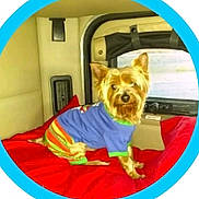 Axel joined the competition — help win amazing prizes! dog, small_dog, clothing, blue_shirt, striped_pants, red_blanket, vehicle_interior, window, curious, pet, canine, indoor, seated, cozy, cute, companion, furry, fur, ears, tail