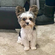 Obi Wag Kenobi is registered to the contest to win money with this photo: dog, small_dog, fluffy, ears, carpet, indoor, pet, cute, sitting, fur, animal, living_room, boots, blurred_background, cozy, companion, adorable, domestic, young_dog, friendly