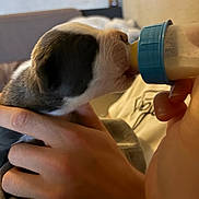 Kiara participe au concours pour gagner de l'argent avec cette photo : puppy, bottle_feeding, hand, close_up, indoor, young_animal, care, feeding, cute, domestic_animal, pet, furry, small, human_interaction, nurture, comfort, soft_light, warm_colors, animal, friendship