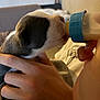 puppy, bottle_feeding, hand, close_up, indoor, young_animal, care, feeding, cute, domestic_animal, pet, furry, small, human_interaction, nurture, comfort, soft_light, warm_colors, animal, friendship