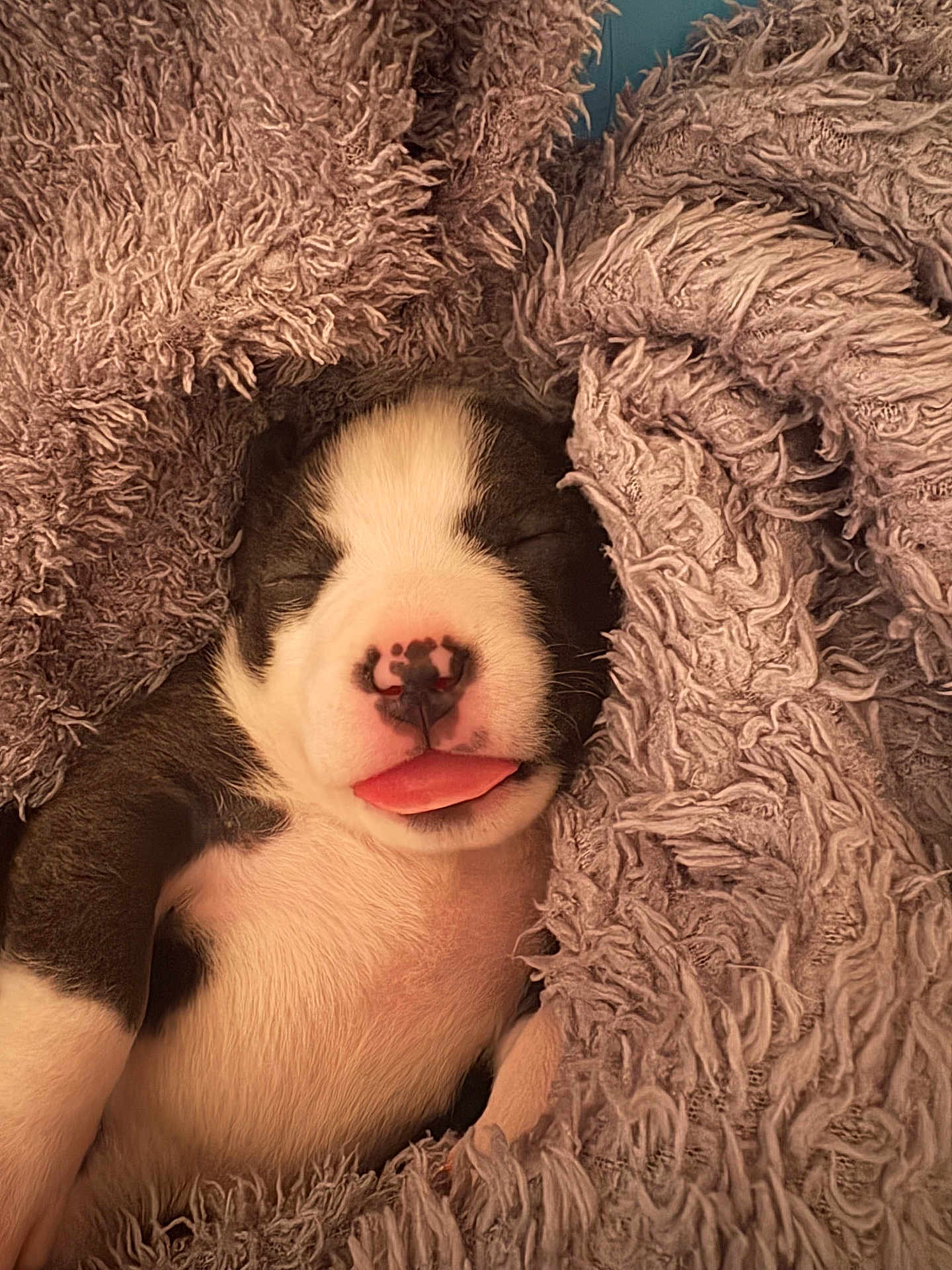 Kiara participe au concours pour gagner de l'argent avec cette photo : puppy, sleeping, tongue_out, blanket, cozy, cute, fur, animal, pet, snuggled, resting, young_dog, soft_texture, relaxation, adorable, black_and_white, nose, paw, close_up, warmth