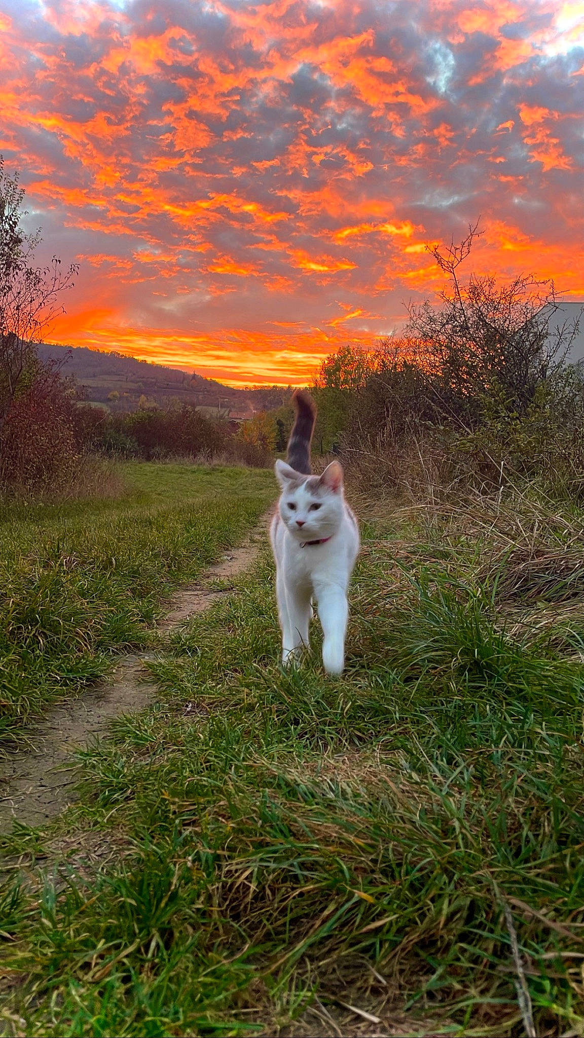 Dadou participe au concours pour gagner de l'argent avec cette photo : afterglow, carnivore, cat, cloud, ecoregion, fawn, felidae, grass, grassland, horizon, landscape, meadow, natural_landscape, plant, sky, sunlight, sunrise, tail, tree, wood