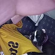 Pennie is registered to the contest to win money with this photo: black_and_white, blanket, casual, close_up, collar, comfort, companion, couch, dog, friendship, hand, indoor, partial_face, paw, person, pet, relaxed, resting, snuggling, yellow_shirt