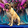 Party joined the competition — help win amazing prizes! dog, animal, pet, mastiff, sitting, tongue_out, feathers, mask, purple, gold, flowers, decorative, blue_cloth, portrait, studio, background, colorful, artistic, happy, large_dog