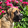 dog, animal, pet, flower, pink_flower, greenery, outdoor, nature, sunlight, garden, leaf, canine, mammal, closeup, portrait, flora, summer, daylight, peaceful, cute