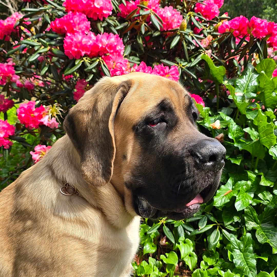 Party joined the competition — help win amazing prizes! animal, canine, closeup, cute, daylight, dog, flora, flower, garden, greenery, leaf, mammal, nature, outdoor, peaceful, pet, pink_flower, portrait, summer, sunlight