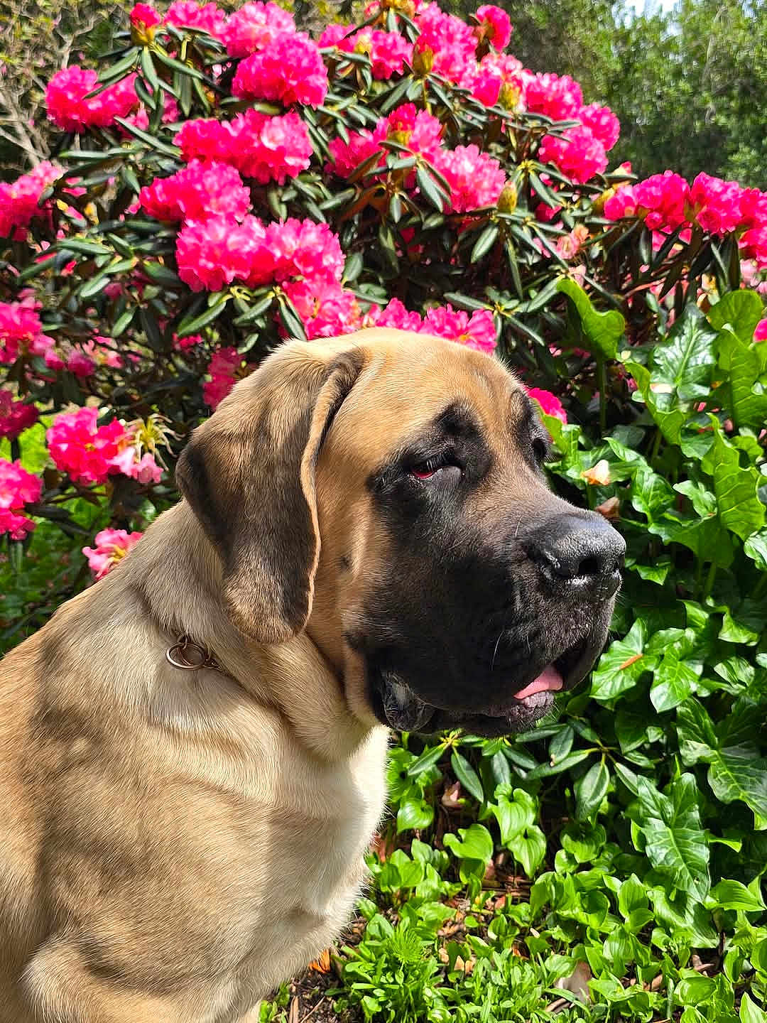Party joined the competition — help win amazing prizes! dog, animal, pet, flower, pink_flower, greenery, outdoor, nature, sunlight, garden, leaf, canine, mammal, closeup, portrait, flora, summer, daylight, peaceful, cute