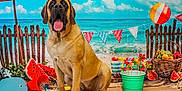 Party joined the competition — help win amazing prizes! dog, beach, umbrella, watermelon, basket, fruit, pinwheels, ocean, sky, clouds, sand, wooden_fence, toy_turtle, bucket, decorations, summer, playful, colorful, happy, indoor