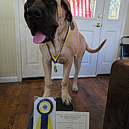 Party is registered to the contest to win money with this photo: dog, medal, ribbon, certificate, indoor, wood_floor, american_flag, door, window, platform, pet, award, celebration, tongue_out, happy, animal, mammal, large_dog, collar, home
