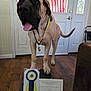 dog, medal, ribbon, certificate, indoor, wood_floor, american_flag, door, window, platform, pet, award, celebration, tongue_out, happy, animal, mammal, large_dog, collar, home