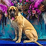 Party is registered to the contest to win money with this photo: dog, large_dog, tan_dog, black_face, sitting, blue_surface, velvet, masquerade_mask, feathers, purple_feathers, gold_feathers, flowers, ornate, colorful_backdrop, portrait, pet, indoor, decorative, animal, calm