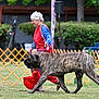 brindle_dog, chairs, colorful_clothing, dog, elderly_person, event, fence, grass, happy, headband, large_dog, leash, outdoor, peace_sign, person, side_view, smiling, summer, trees, walking