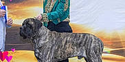 Waldo joined the competition — help win amazing prizes! woman, dog, brindle_dog, large_dog, standing_dog, green_jacket, smiling, platform, desert_background, sunset, outdoor, heart_graphics, love, portrait, person, animal, pet, leash, event, happy