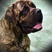 Waldo is registered to the contest to win money with this photo: dog, brindle, portrait, pet, canine, tongue_out, fur, muzzle, ears, brown, animal, looking_up, studio, background, closeup, expression, friendly, domestic, snout, companion